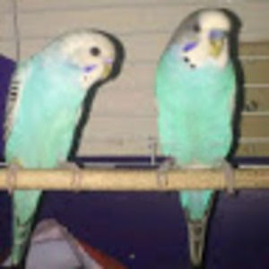 Meet your Posher, Sheili